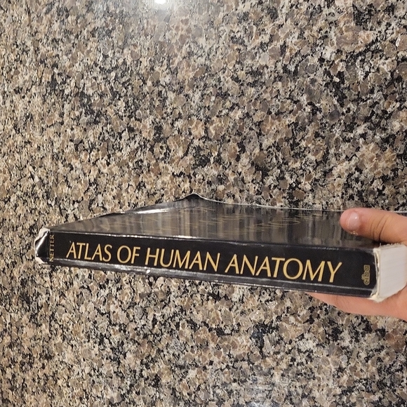 Atlas of Human Anatomy by Dr Frank Netter, MD 1994 softcover - Picture 4 of 9